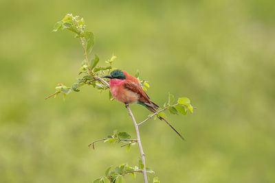 Close-up of bird perching on plant