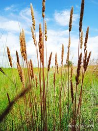 Close-up of stalks in field against sky