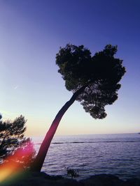 Tree by sea against sky during sunset