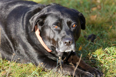 Close-up portrait of black dog in a field