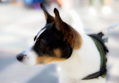 Close-up of dog