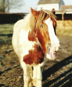 Close-up of horse outdoors