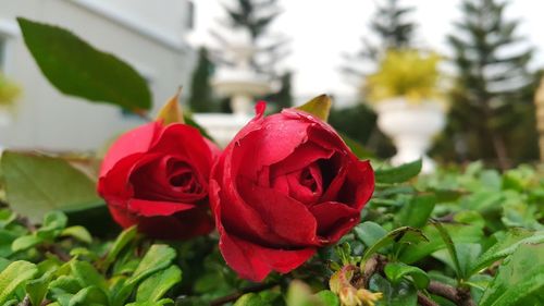 Close-up of red rose