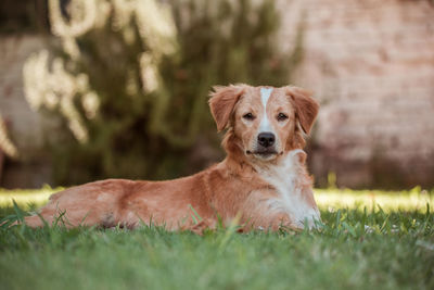 Portrait of dog sitting on field