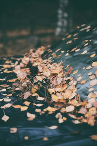 High angle view of dry leaves on water