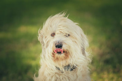 Close-up portrait of a dog