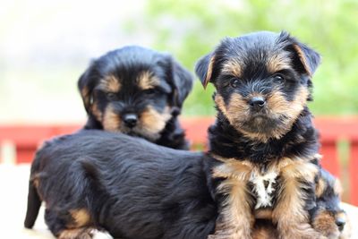 Portrait of two dogs