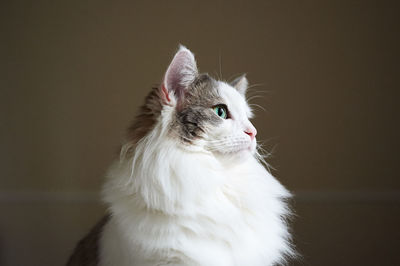 Close-up of a cat looking away