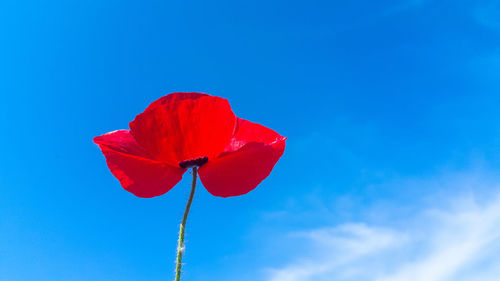 Close-up of red poppy flower against blue sky