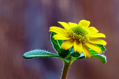 Close-up of yellow flowering plant