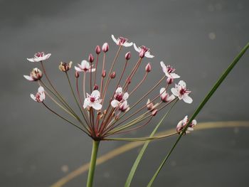 Close-up of white flowers blooming outdoors