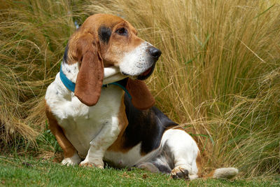 Dog sitting on grass