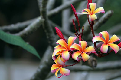 Plumeria red white orange yellow bouquet flower blooming in the park
