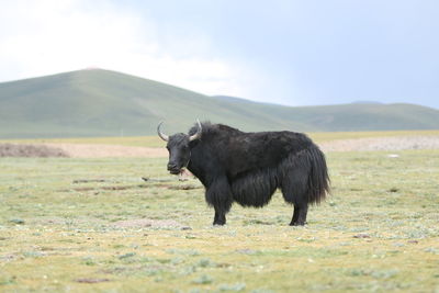 Horse standing in a field