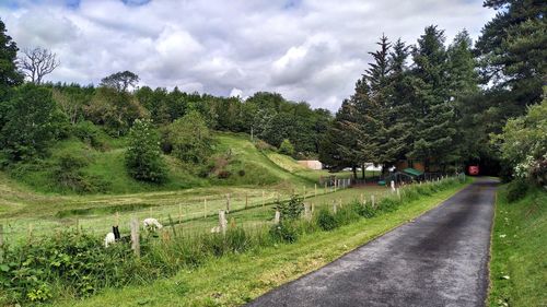 Road amidst trees and plants against sky