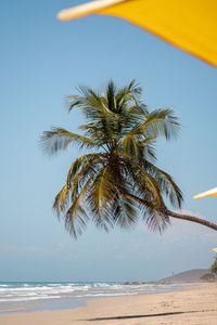 Palm tree on beach against sky