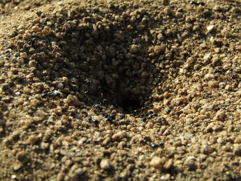 Close-up of lizard on pebbles