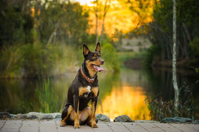 Portrait of dog