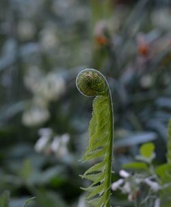 Close-up of green plant