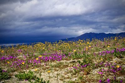 Purple flowering plants on field against sky