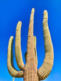 Low angle view of cactus against clear blue sky