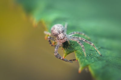 Extreme close-up of spider on leaf