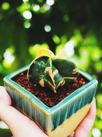 Close-up of hand holding leaf