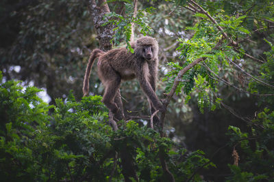 Squirrel on tree in forest