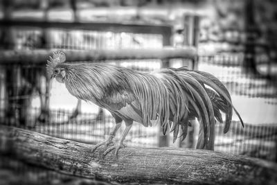 View of birds in cage