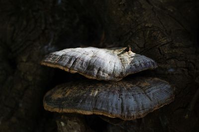 Close-up of tree trunk