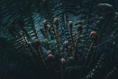 Low angle view of pine cones on tree