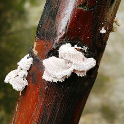 Close-up of tree trunk