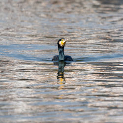 Duck swimming in lake