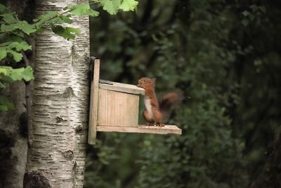 Close-up of squirrel on tree trunk