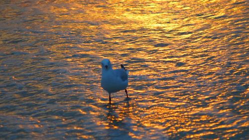 Birds in calm water