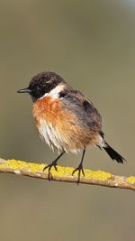 Close-up of bird perching on branch