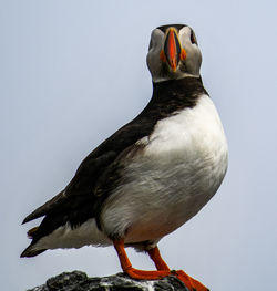 Close-up of bird perching