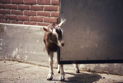 Horse standing against wall