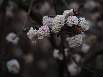 Close-up of white flowers blooming on tree