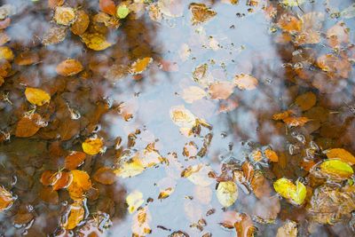 Full frame shot of yellow autumn leaves