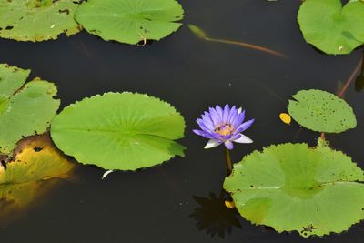 Lotus water lily on leaves in pond