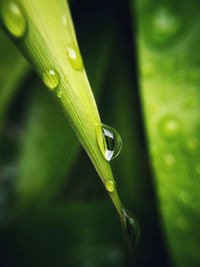 Close-up of raindrops on leaf