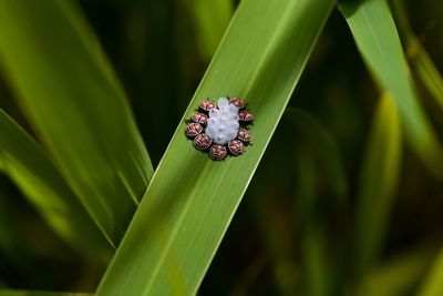 Group of bugs gathered around eggs.