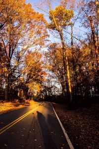 Road passing through forest