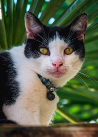 Close-up portrait of a cat