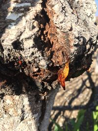 Close-up of insect on tree