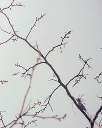 Low angle view of bird on branch against clear sky