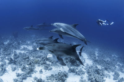 Fish swimming in sea