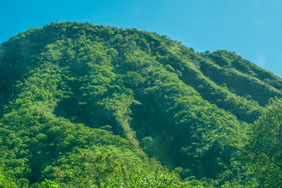 High angle view of trees in forest