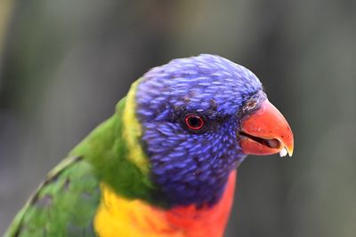 Close-up of a rainbow lorikeet